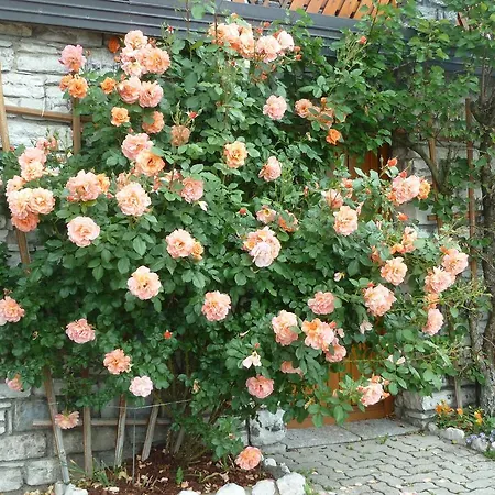 Gaestehaus Sonnenhang *